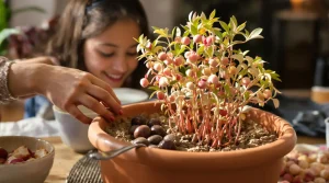 Ce fruit des fêtes devient une mini-forêt rose en 1 mois si vous plantez ses noyaux après le dessert