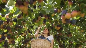 Cet arbre donne des fruits tout l’été, et pourtant très peu pensent à le planter au jardin