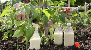Cette boisson qu’on a tous au frigo est l’alliée de vos tomates contre le mildiou, voici pourquoi