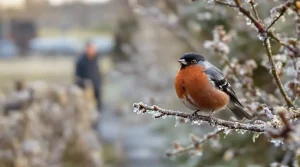 Le bouvreuil pivoine, oiseau vulnérable : l’un des trésors révélés lors d’un inventaire à Saint-Firmin-des-Prés