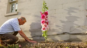 Les anciens plantaient des roses trémières contre le mur : voici ce qu’elles font vraiment au sol