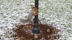 Pourquoi les jardiniers saupoudrent désormais du café sur les mangeoires à oiseaux