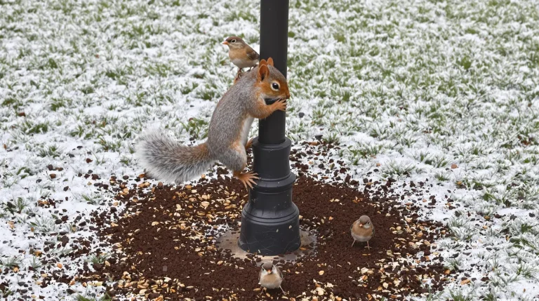 Pourquoi les jardiniers saupoudrent désormais du café sur les mangeoires à oiseaux