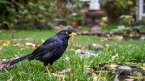 Quelle est la vraie signification d’un merle dans votre jardin ? Ce que sa présence révèle